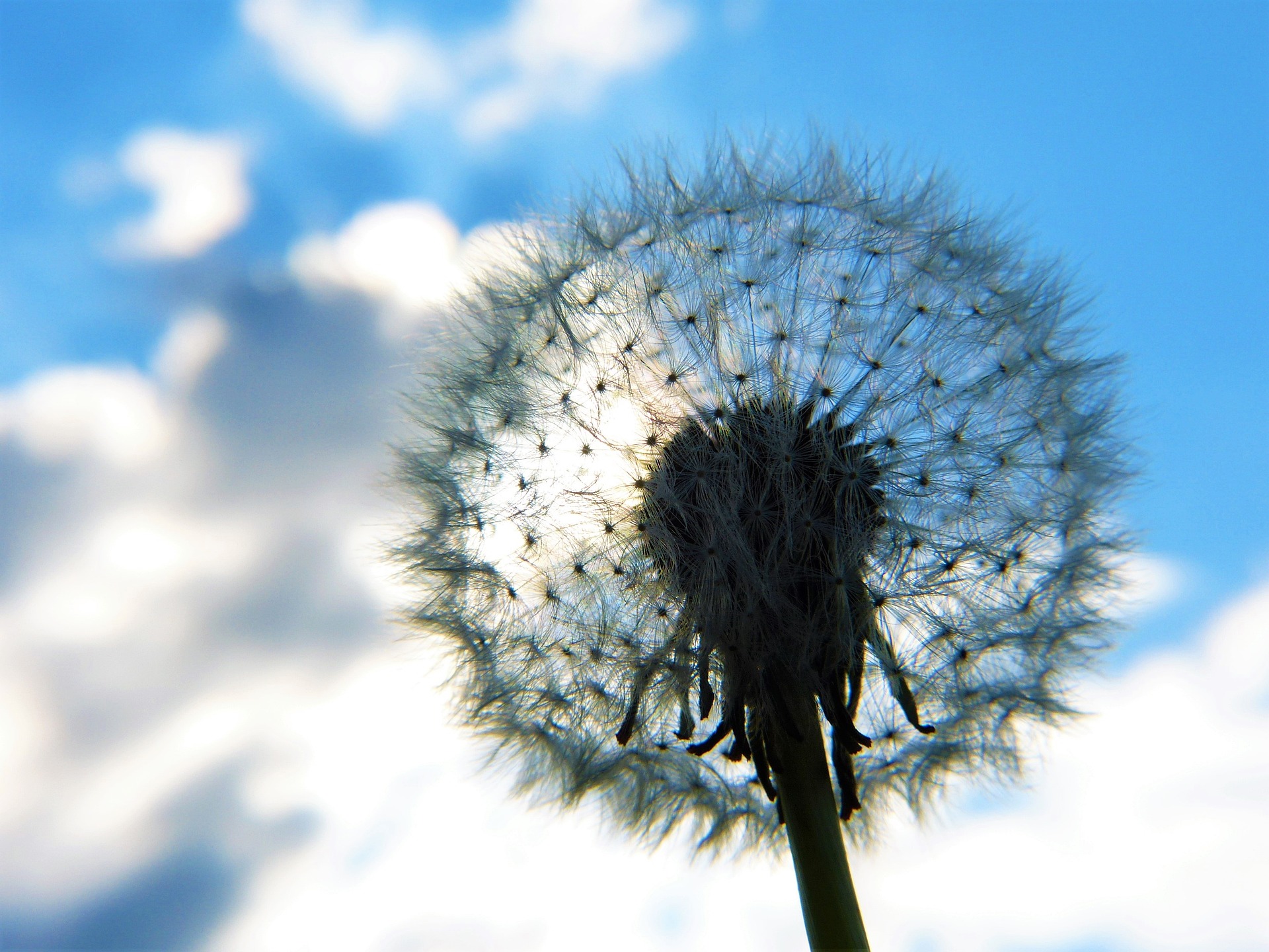 dandelion against a blue sky backdrop